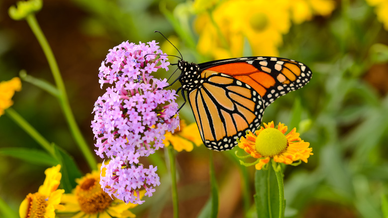 Monarch butterfly on a flower