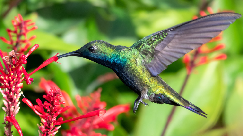 Hummingbird bird drinking from flower