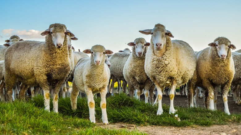 Herd of merino sheep