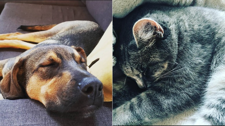 Split image of Brendan Penny's dog and cat