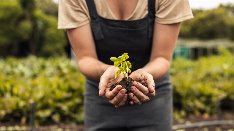 Woman holding a plant