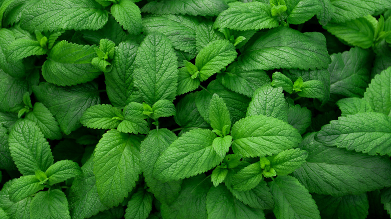 Herbs for tea garden