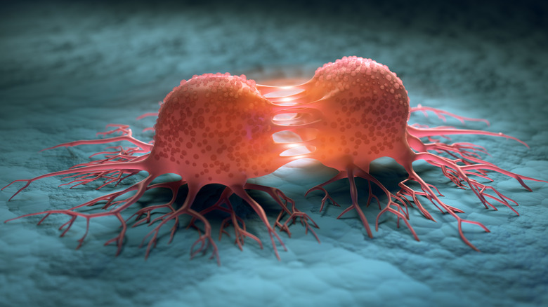 An image depicting dividing cancer cells