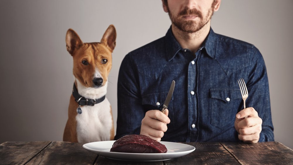 Dog and human with a plated steak