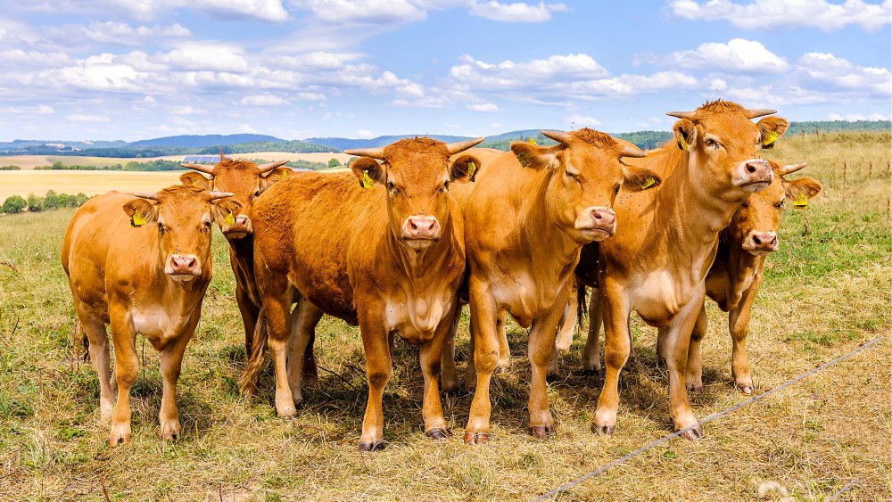 cows on a prarie