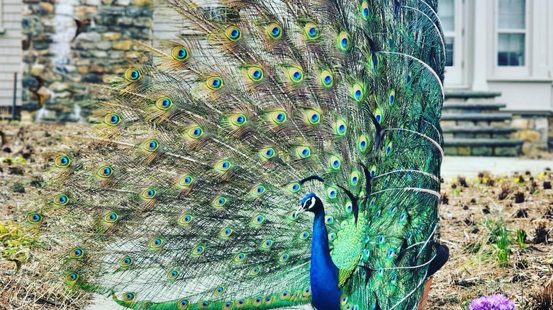 Blue peacock spreading its feathers