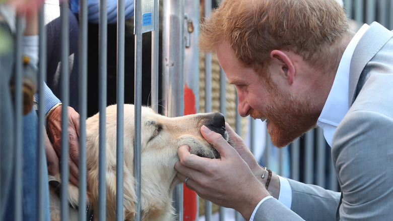 Prince Harry petting a dog