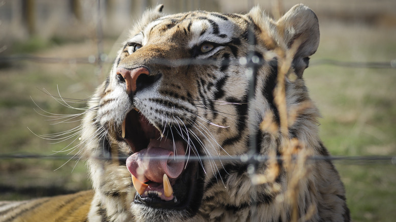 Tiger from Joe Exotic's collection