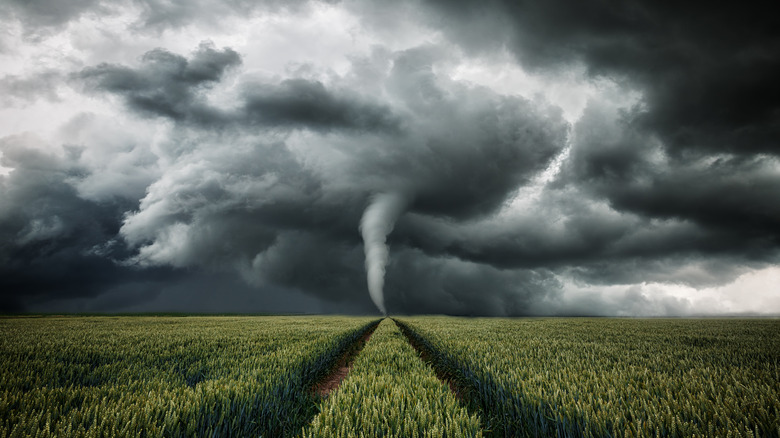 Tornado over a cornfield