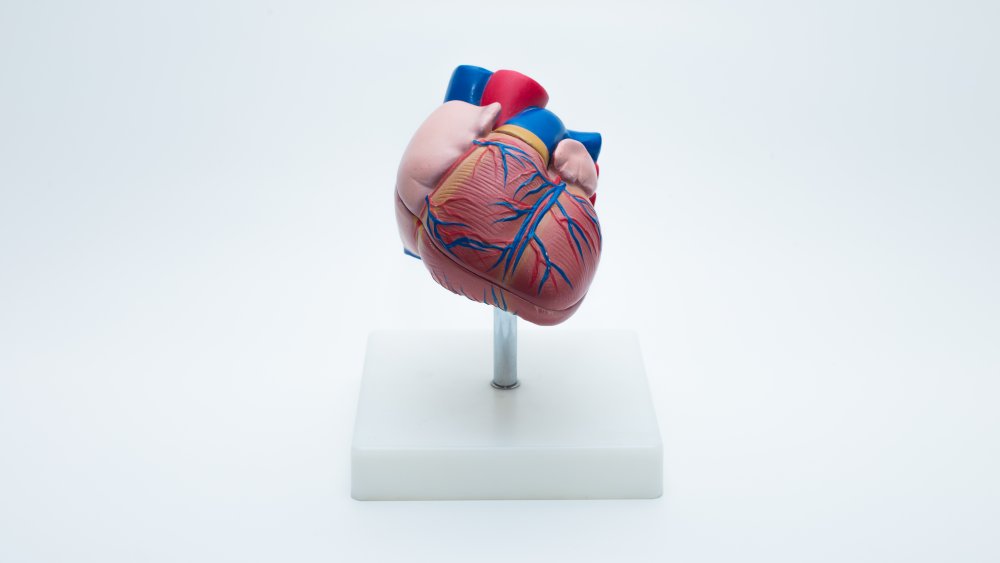 A model of the human heart