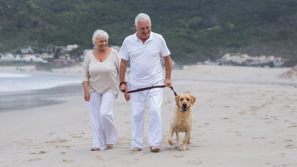 A happy senior couple walking a dog on the beach