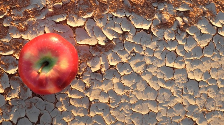 Apple on dried up soil