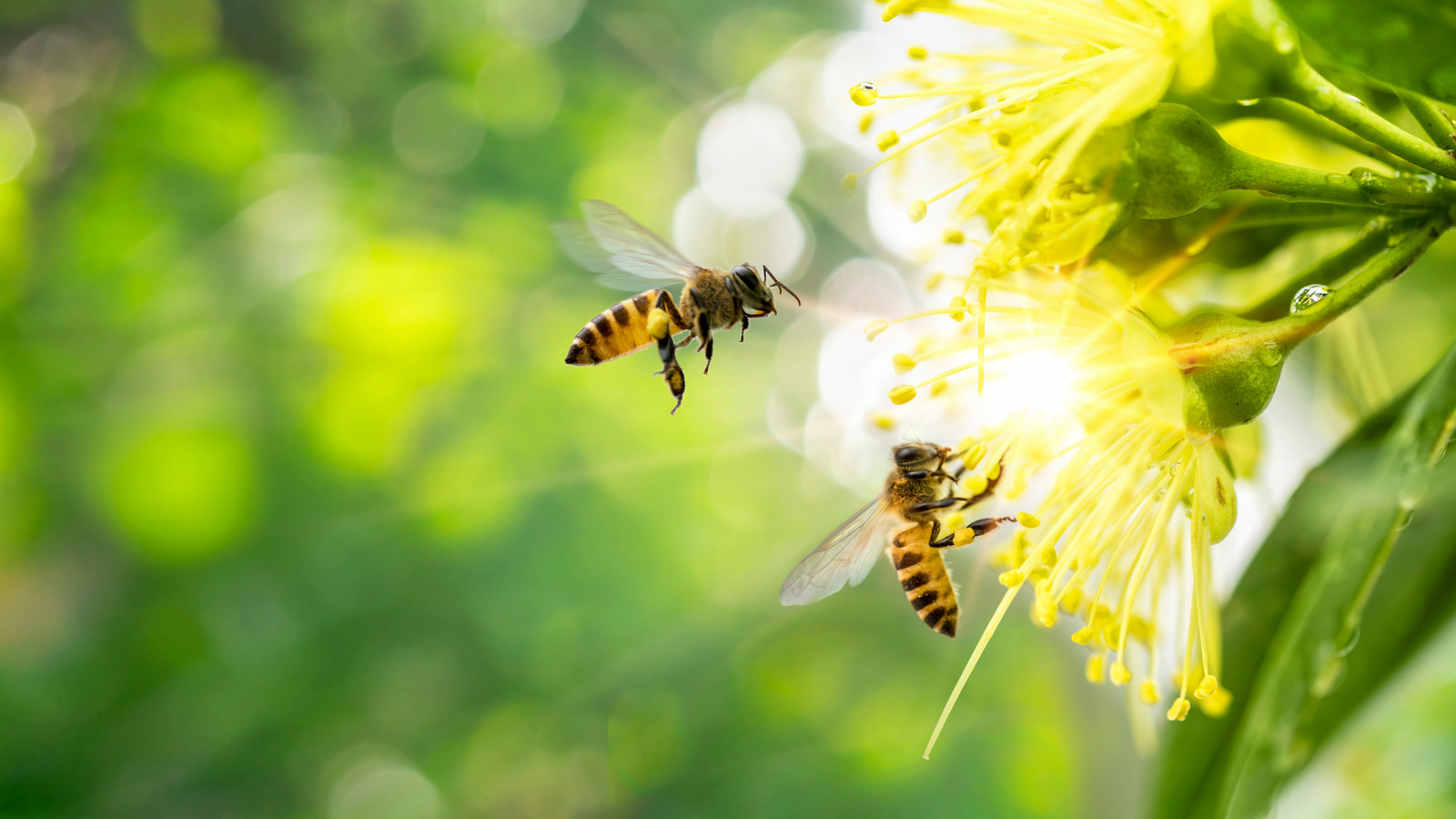 When You Take Bee Pollen Every Day, This Is What Happens