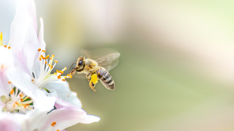 Pollinating bee