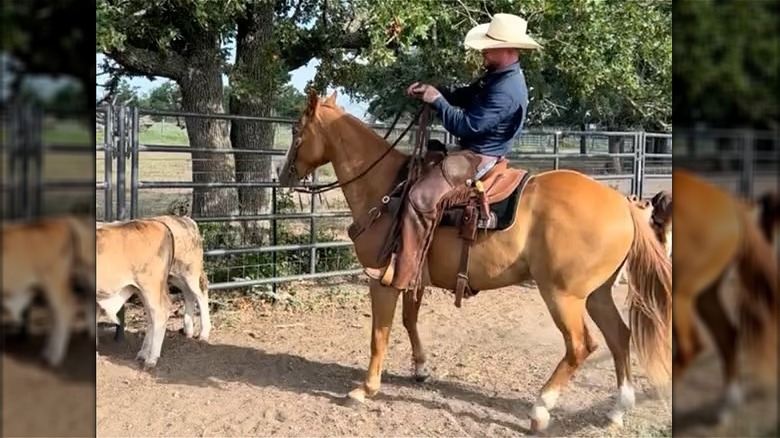 Cody Johnson on a horse