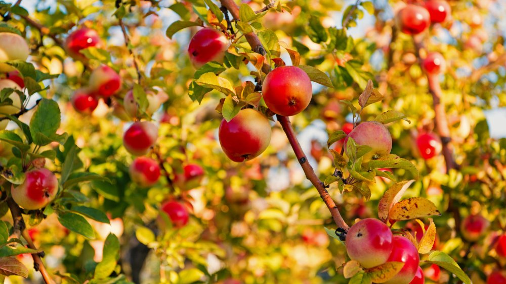 Apples ready to be picked