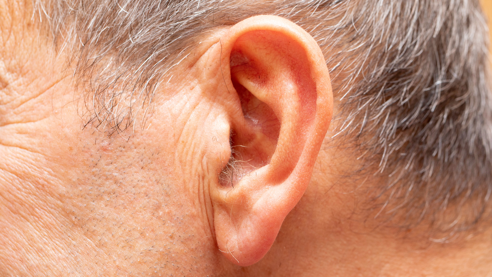 Lets Talk About The Hairs In The Ear  Ear Hairs  Steemit