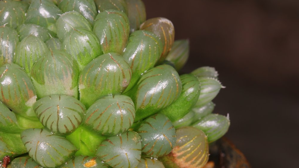  Haworthia cooperi﻿ succuluent