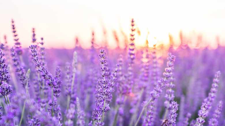 Lavender field