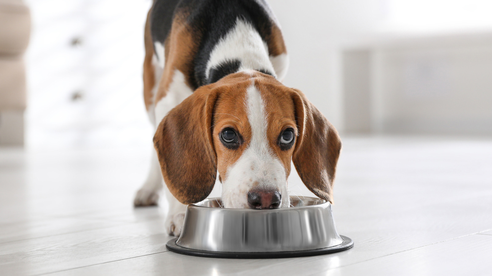 Thinking about feeding your dog raw food? Think again - CNET