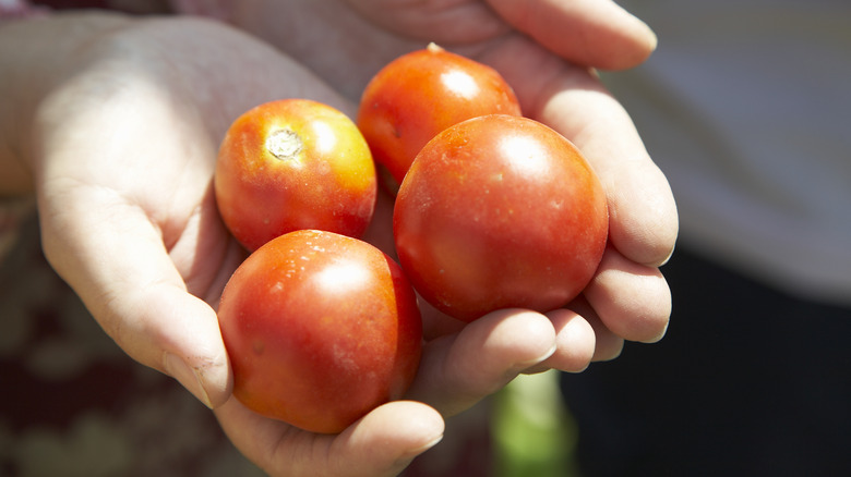 person holding tomatoes