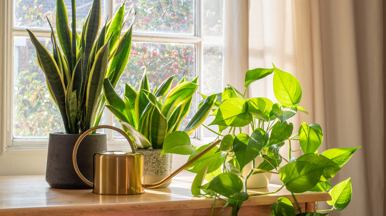 green plants on table