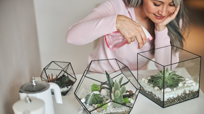 older woman waters succulent plants