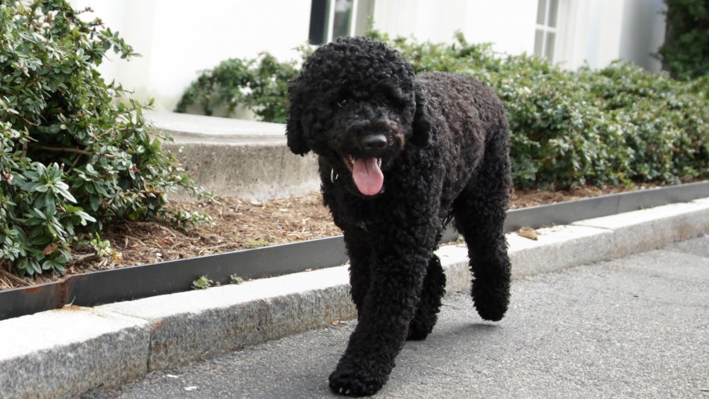 The Obamas' dog Sunny