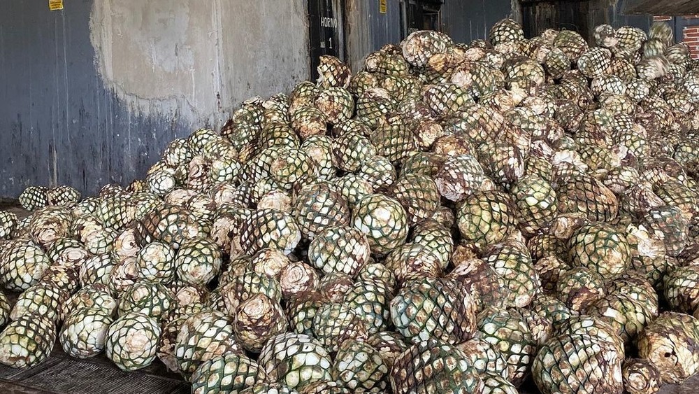 Scene from a Mexican farm harvesting tequila