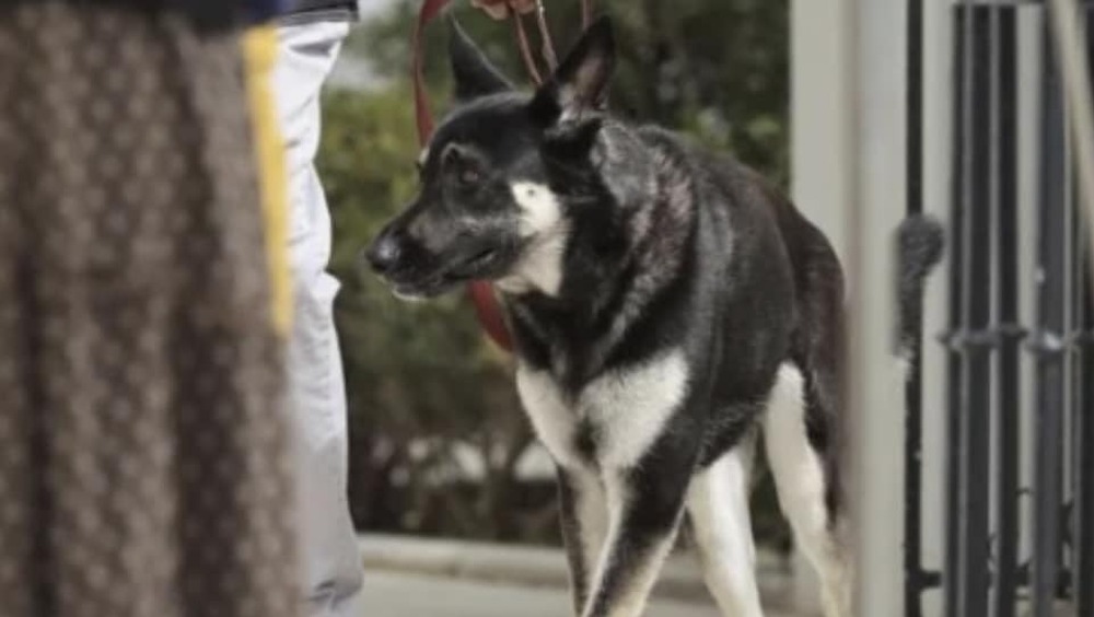 Major Biden on a leash