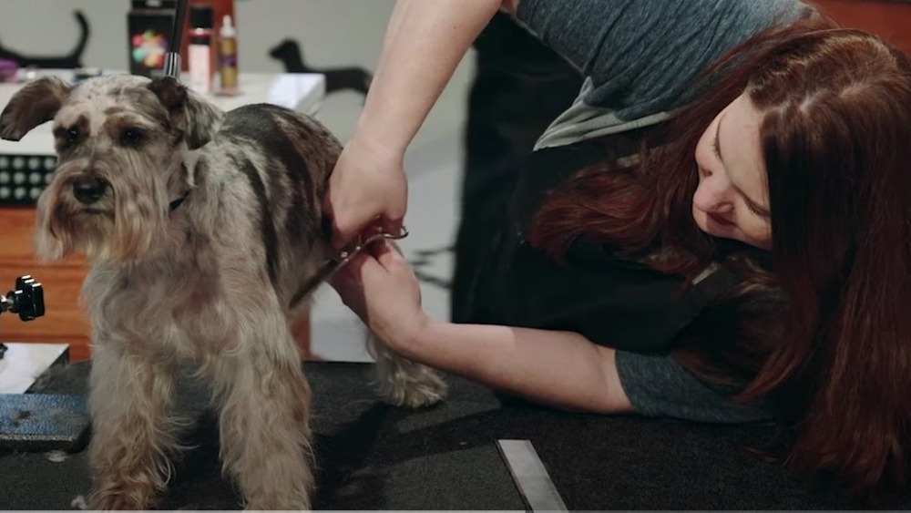 Dog getting groomed