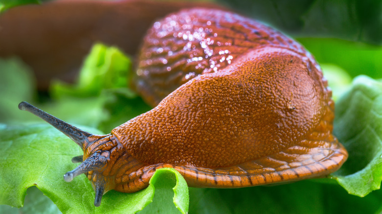 Slug in salad