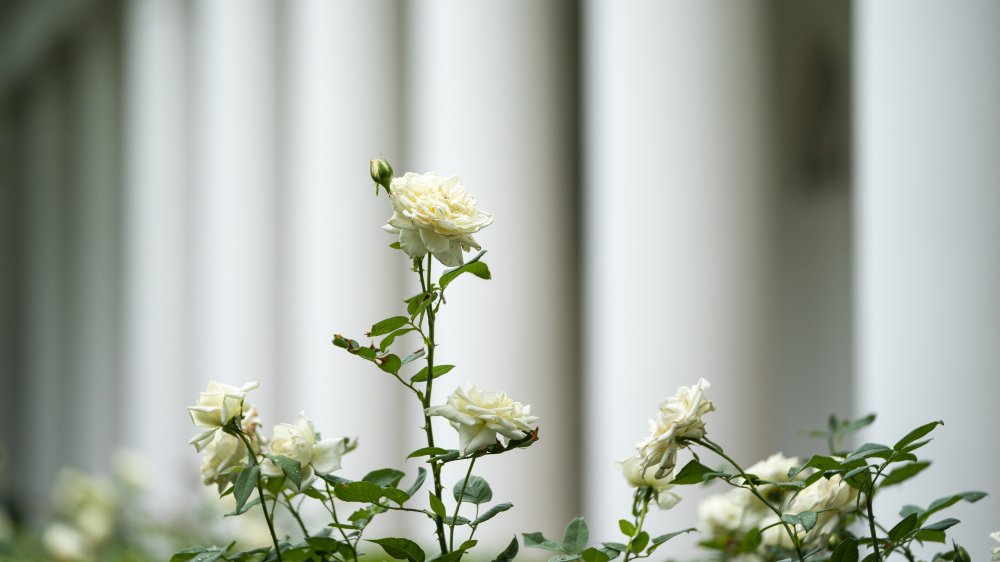 White rose in bloom in the new Rose Garden