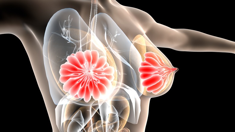 3D illustration of breast anatomy 