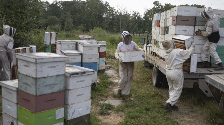 beekeepers load hives on truck