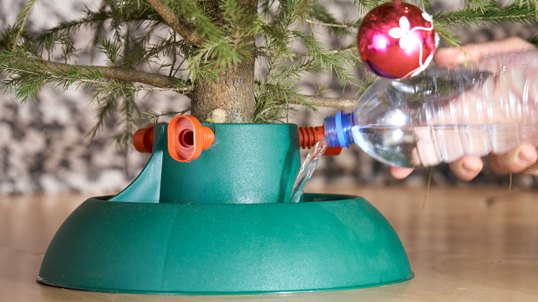 A person watering the base of a Christmas tree