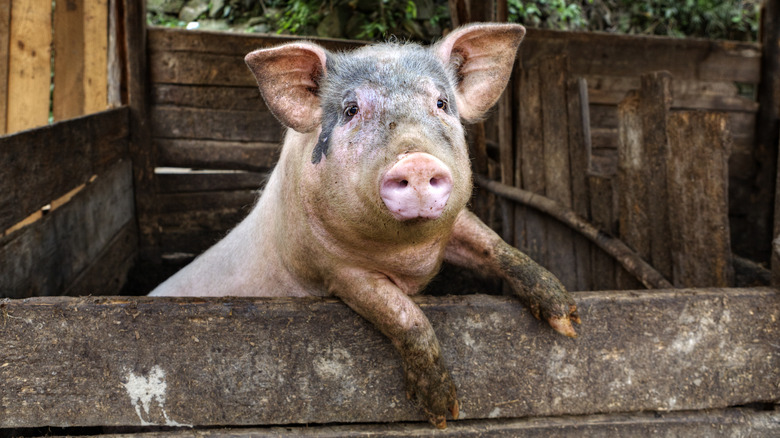 dirty pig in barn