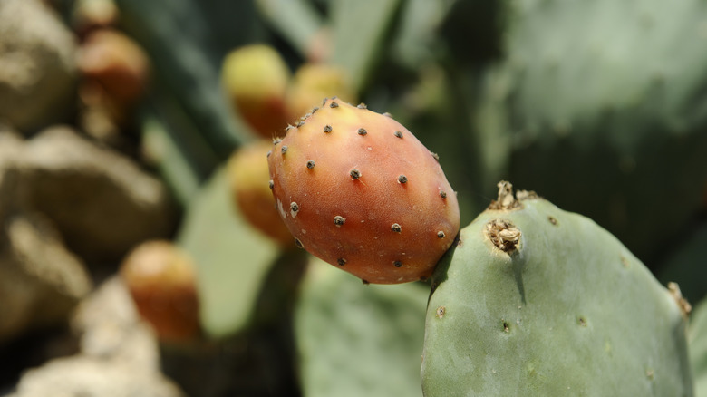 Prickly Pear Oil - 32ml Organic, Pure Cactus Seed Oil