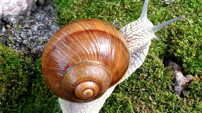 A snail crawls over green moss