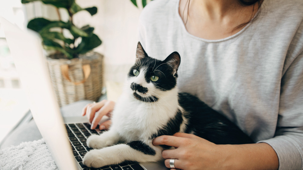 Cat typing on keyboard