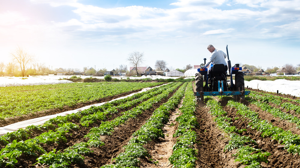 Farmer sowing a field 