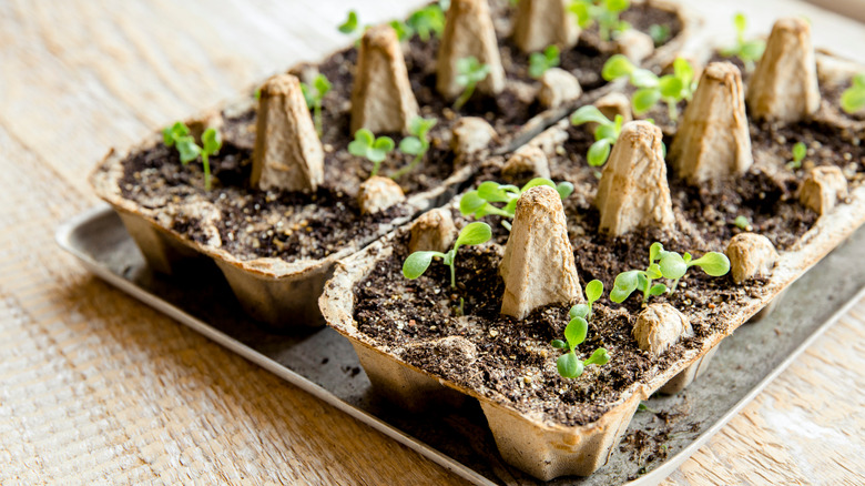 baby sprouts grow from egg carton planter