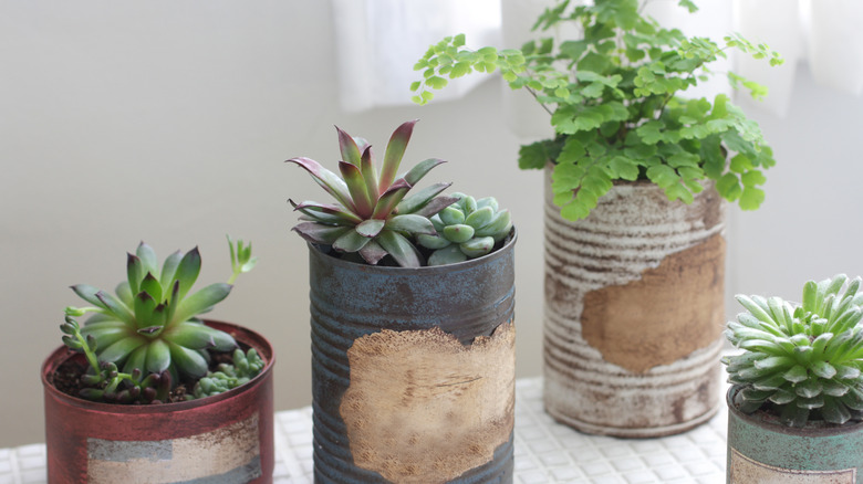 Old paint can planters