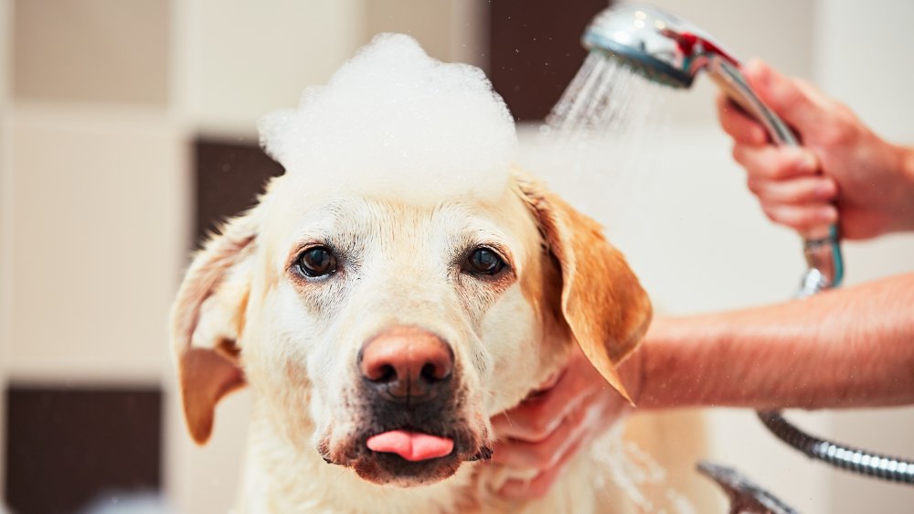 Dog in a bath