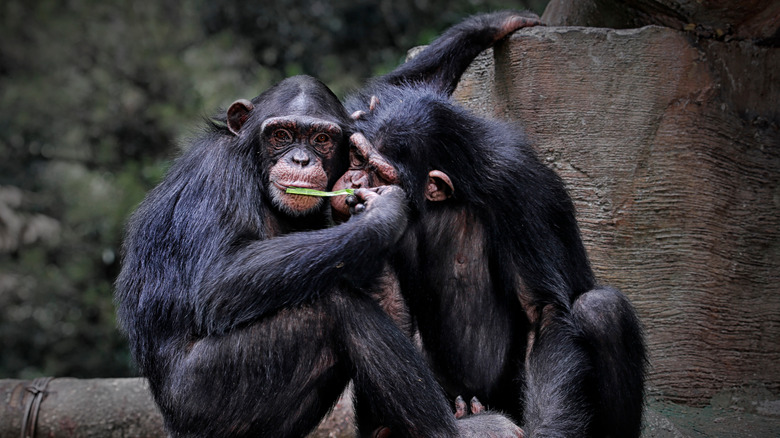 Chimpanzees being close