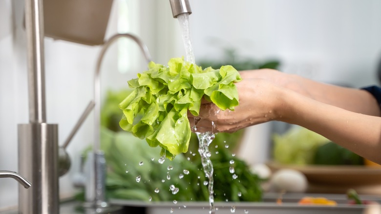 Woman washing lettuce