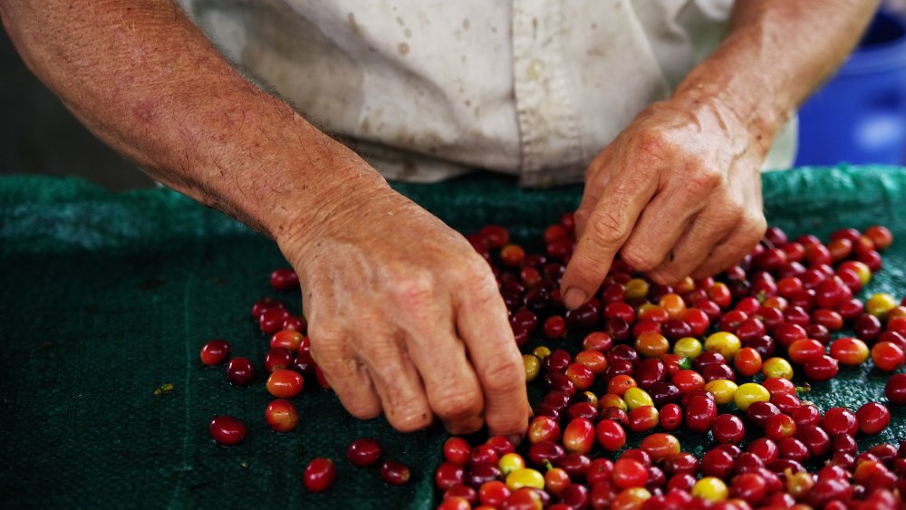 Man picking coffee beans