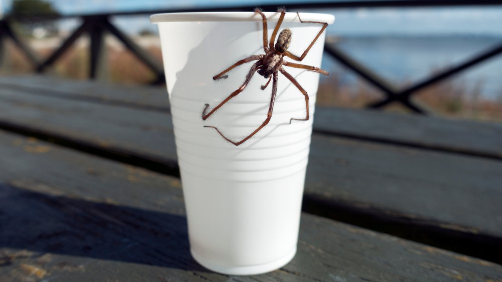 Spider on coffee cup