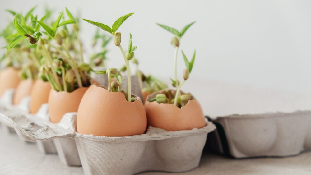 Eggshells holding plants