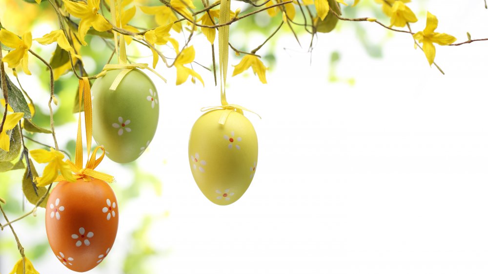 Easter eggs hanging from forsythia branch